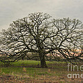 lone oak - spring