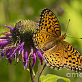Michigan Fritillary