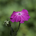 Mid-summer Bloom