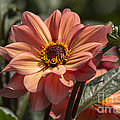 sunbathing dahlia